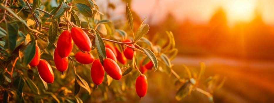 Goji berries grow on a tree in a harvest garden. Generative Ai, Food.