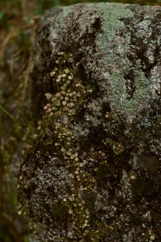 A terrestrial plant, moss, growing on a bedrock outcrop. It serves as a groundcover and adds a touch of green to the rocky surface