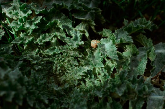 Little land snail hiding in dark green leaves. Spiral shape of plant, close up photography.