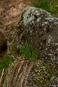 A terrestrial plant, moss, growing on a bedrock outcrop. It serves as a groundcover and adds a touch of green to the rocky surface