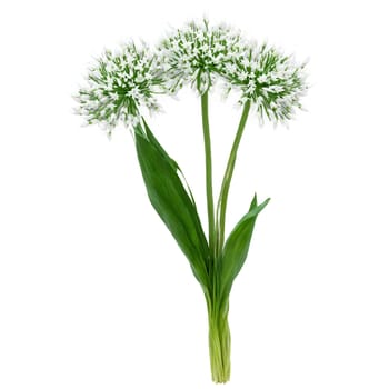 Wild Garlic Plant low growing plant with long narrow leaves and clusters of white star. Plants isolated on transparent background.