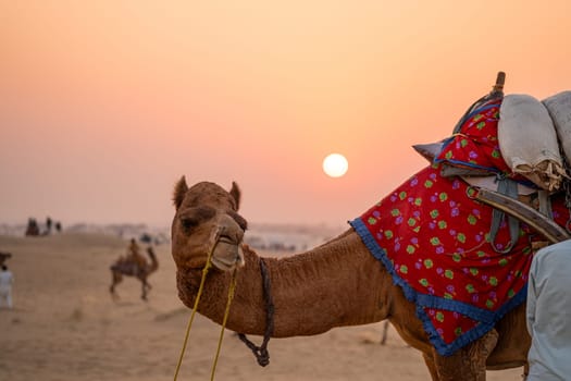 Camel with colorful clothes hitched to a wagon looks on with the setting sun behind it in Sam Rajasthan