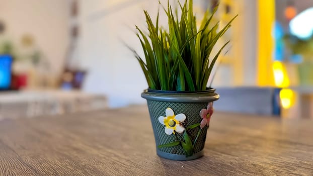 Beautiful interior room decoration Plant in small pot, Green plant in small pot placed as room or table decorations and interior decor for content backgrounds