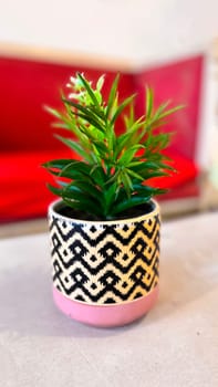 Beautiful interior room decoration Plant in small pot, Green plant in small pot placed as room or table decorations and interior decor for content backgrounds