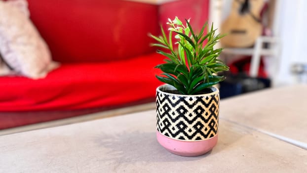 Beautiful interior room decoration Plant in small pot, Green plant in small pot placed as room or table decorations and interior decor for content backgrounds