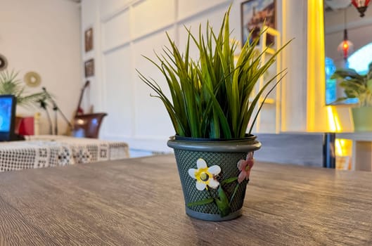 Beautiful interior room decoration Plant in small pot, Green plant in small pot placed as room or table decorations and interior decor for content backgrounds