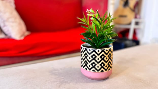 Beautiful interior room decoration Plant in small pot, Green plant in small pot placed as room or table decorations and interior decor for content backgrounds