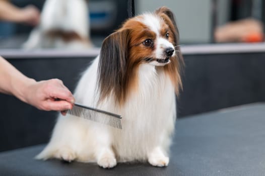 Caucasian woman combing a dog. Papillon Continental Spaniel on grooming