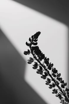 flower shadow. flower branches and a wall. a silhouette of summer flowers purple lupins in sunlight. summer still life with lupines