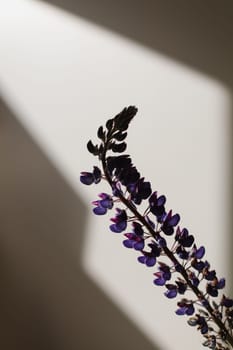 flower shadow. flower branches and a wall. a silhouette of summer flowers purple lupins in sunlight. summer still life with lupines