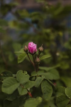 Top view of beautiful pink rose and bud growing outdoors. Close-up pink rose in garden with blurred background copy space