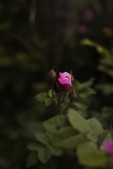 Top view of beautiful pink rose and bud growing outdoors. Close-up pink rose in garden with blurred background copy space