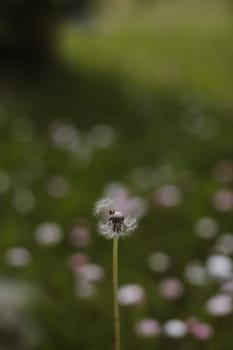 Fluffy dandelion heads in a green meadow, fluff, light, heat, summer, place for text, selective focus. Allergies, summer holidays. High quality photo