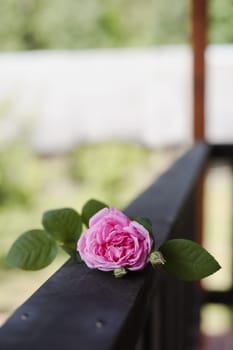 rose on wooden background. High quality photo