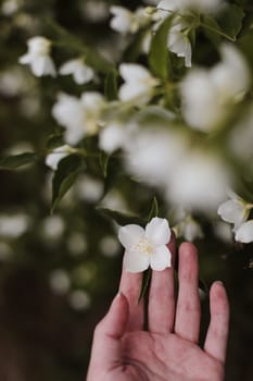 Jasmine bloom. A beautifull white flower of Jasmine.