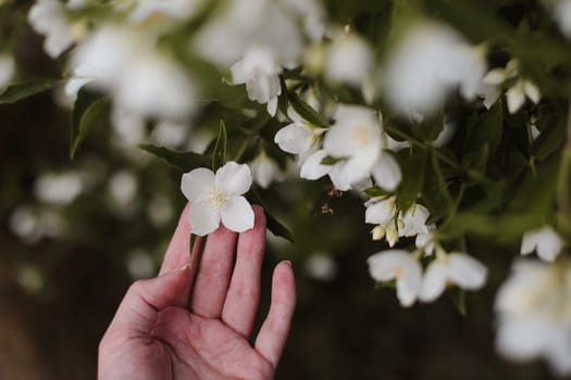 Jasmine bloom. A beautifull white flower of Jasmine.