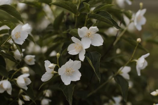 Jasmine bloom. A beautifull white flower of Jasmine.