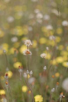 Beautiful close-up image of fresh green grass with flowers in natural meadow on warm summer morning with blurred background