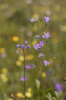 Beautiful close-up image of fresh green grass with flowers in natural meadow on warm summer morning with blurred background