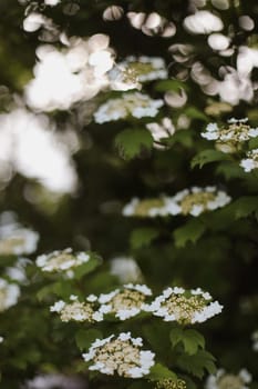 Flowering blossoming viburnum. Decorative shrub. Nature background.