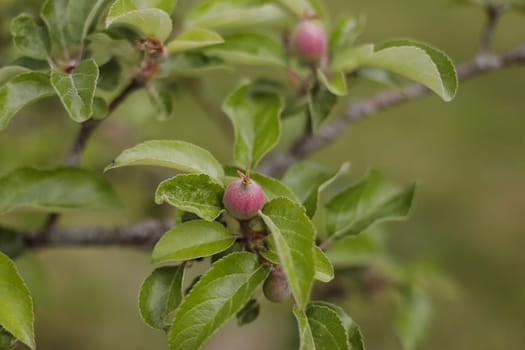 Red apple fruit hanging on tree branch with green nature background.