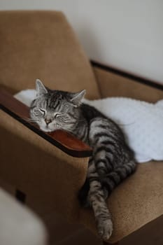 cute scottish straight grey tabby cat in bed at home.