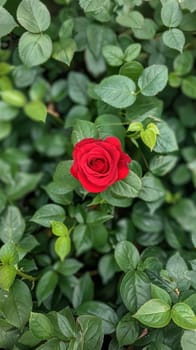 Close-up of a red rose blooming in green foliage