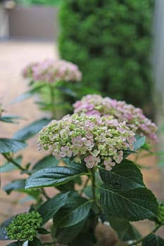 Hortensia flowers variety Ayesha close up