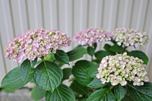 Hortensia flowers variety Ayesha close up