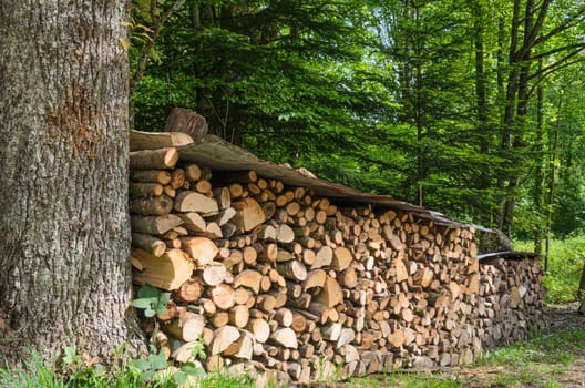 Firewood stacked in the woods. On top of the stack there is a protective layer against rain. Green trees in the background.