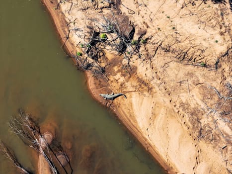 Aerial high quality footage of a wild, dangerous saltwater crocodile on the edge of a river in the Kimberley, Western Australia.