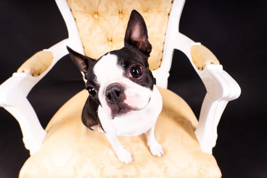 Boston Terrier dog sitting on an ancient arm chair in a studio.