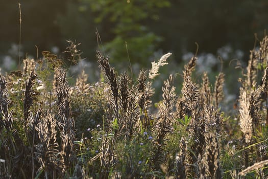 Autumn weedy meadow grasses in the sunset light