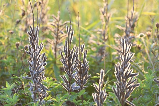 Autumn weedy meadow grasses in the sunset light