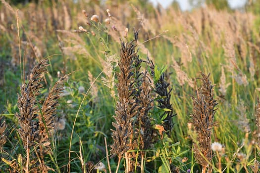 Autumn weedy meadow grasses in the sunset light