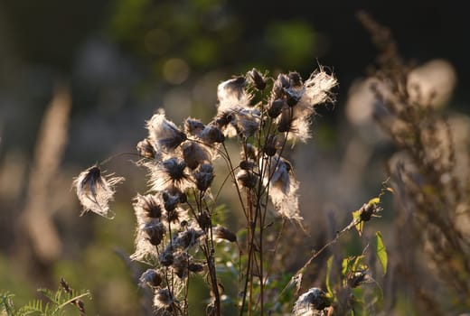 Cirsium arvense - sow thistle, weed in autumn with seeds in wild