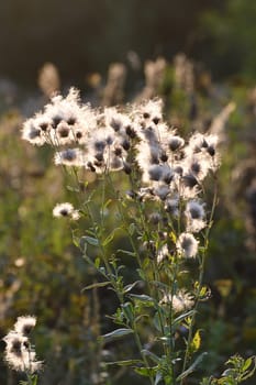 Cirsium arvense - sow thistle, weed in autumn with seeds in wild