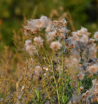 Cirsium arvense - sow thistle, weed in autumn with seeds in wild