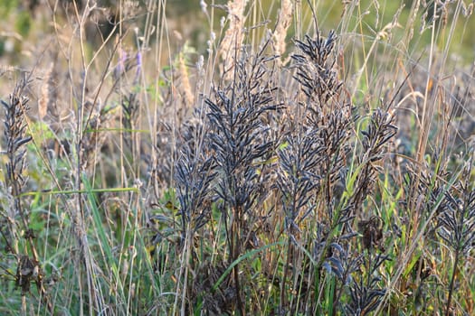 Autumn weedy meadow grasses in the sunset light