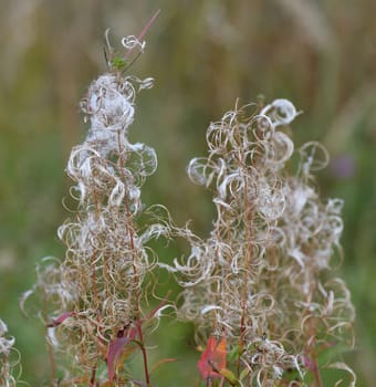 Chamaenerion angustifolium - Fireweed, weed in autumn with seeds in wild