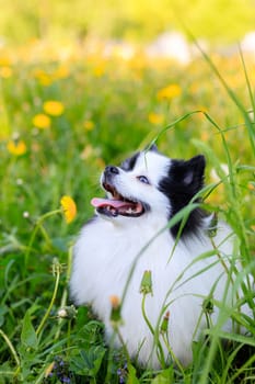 A smiling Pomeranian dog in the grass . Black and white pomeranian . A pet on a walk. Photo for the cover . Photo of an animal for printed products . Green grass in the park