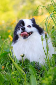 A smiling Pomeranian dog in the grass . Black and white pomeranian . A pet on a walk. Photo for the cover . Photo of an animal for printed products . Green grass in the park