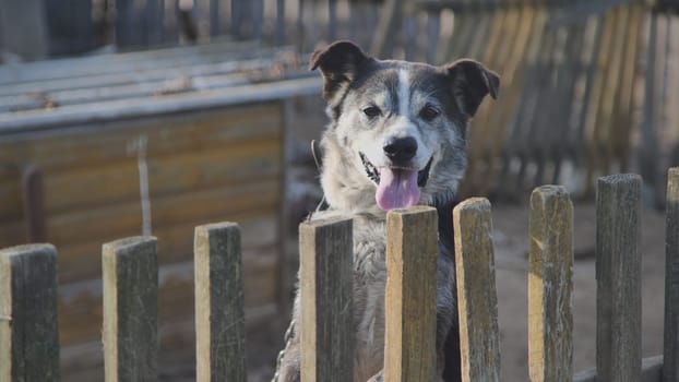 A country dog on a chain