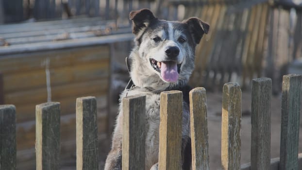 A country dog on a chain