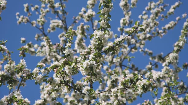 Pink flowers of blooming Apple tree in spring against blue sky on a Sunny day close-up macro in nature outdoors.