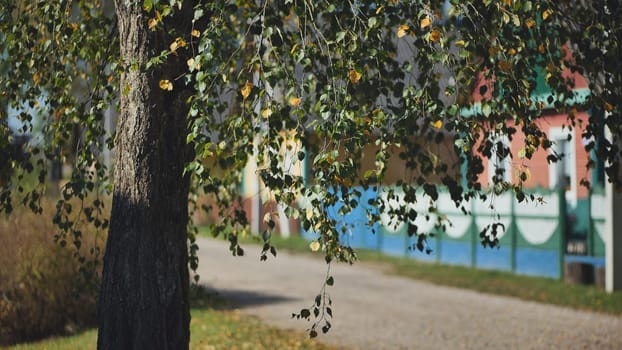 Rural landscape. Birch branches on the background of houses in a village in Eastern Europe