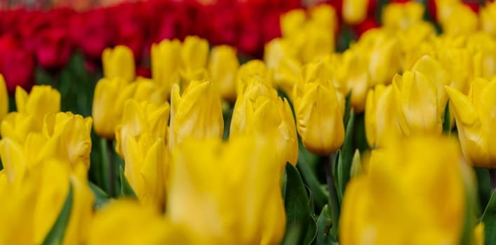 Yellow tulips spring blossoming , bokeh flower background, pastel and soft floral card, selective focus.