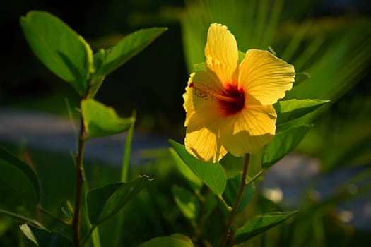 Yellow flower. Beautiful flowering hibiscus. (Hibiscus sabdariffa, Hibiscus esculentus)