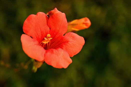 Red flower. Beautiful flowering hibiscus. (Hibiscus sabdariffa, Hibiscus esculentus)