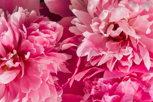Top view of three pink peonies. Flowers as a background image